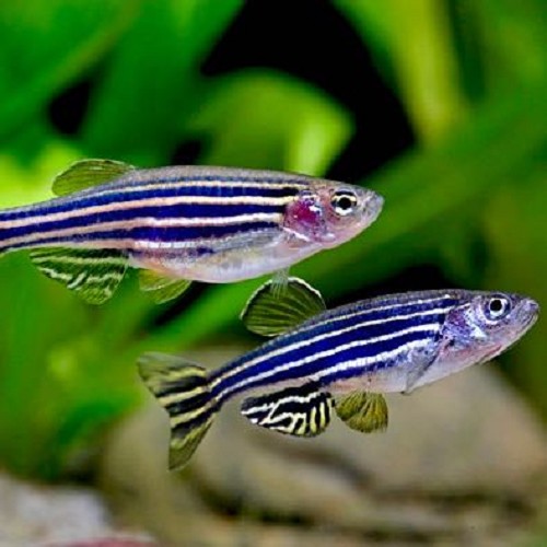 Brachydanio rerio    Zebradanio 2,5 cm