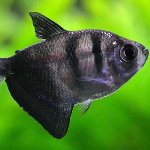 Gymnoc.ternetzi   Zwarte tetra 3 cm.