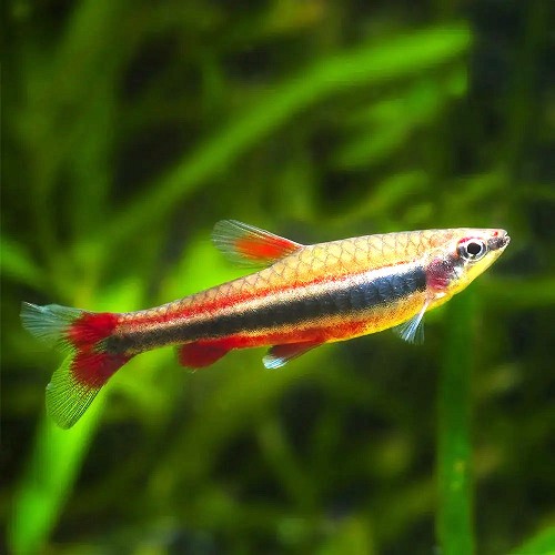 Nannostomus beckfordi   Spitszalm