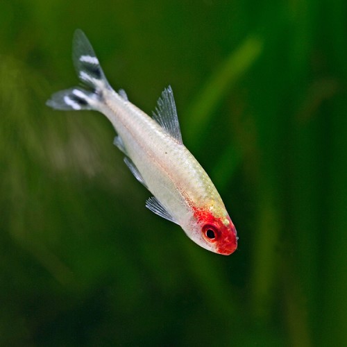 Hemigrammus Bleheri  Roodkopzalm ML