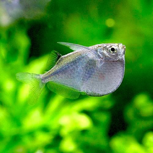 Thoracocharax stellatus
