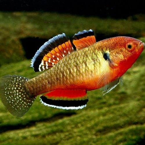 Hypseleotris compressa M