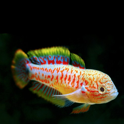 Tateurndina ocelicauda   Pauwooggoby