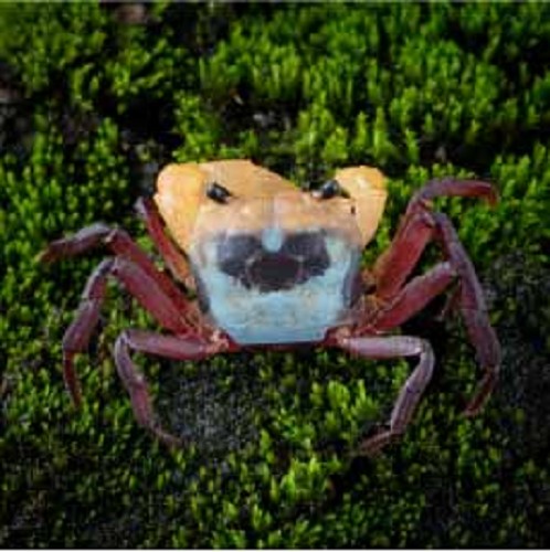 Lepidothelphusa sp.Tricolour Borneo-krab