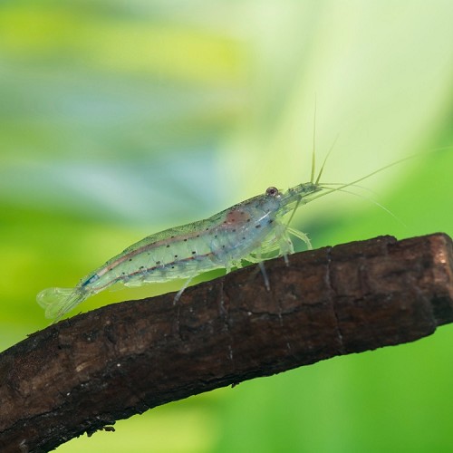 Caridina multidentate