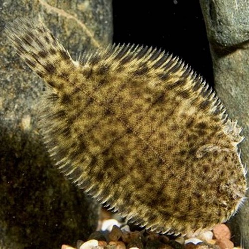 Leptachirus Klunzingeri 6 cm