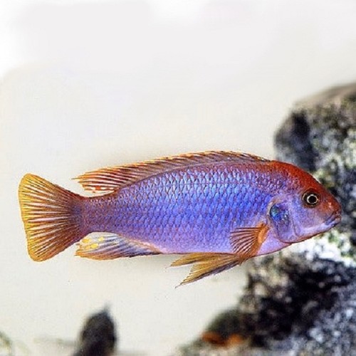 Iodotropheus sprengerae 4-5 cm