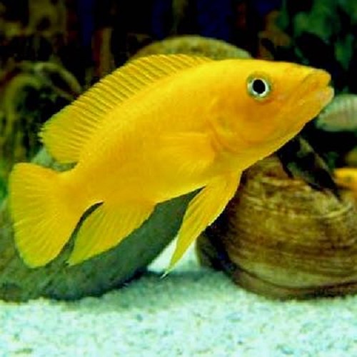 Neolamprologus leleupi 4-5 cm