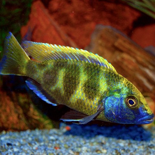Nimbochromis venustus 4-5 cm