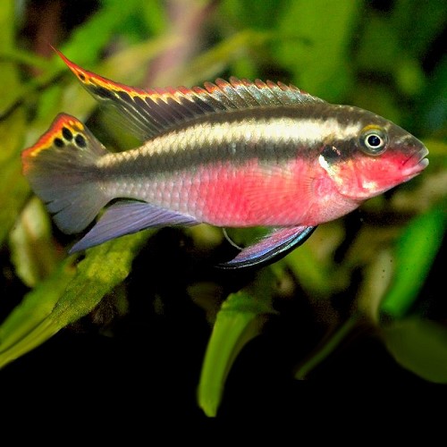 Pelvicachromis pulcher super red 3-4  cm