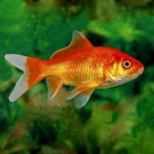 Carassius auratus   Goudvis 4-6