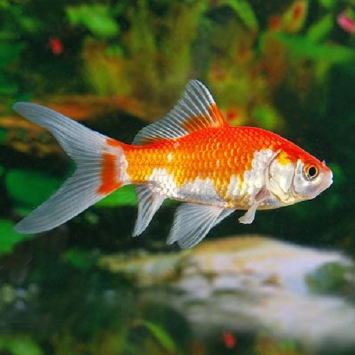 Carassius auratus   Goudvis sarasa 4-6