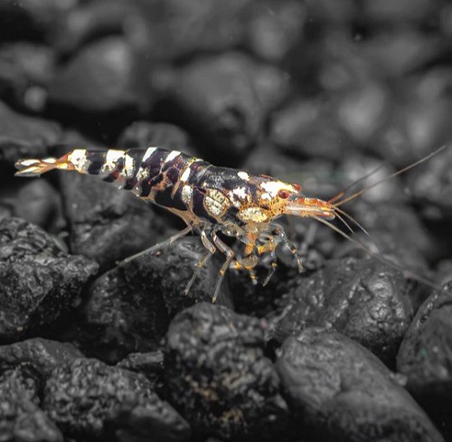 Caridina cantonensis bl.marble tiger