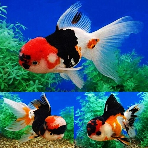 Or.leeuw.kp.tricolour 8 cm    met rugvin