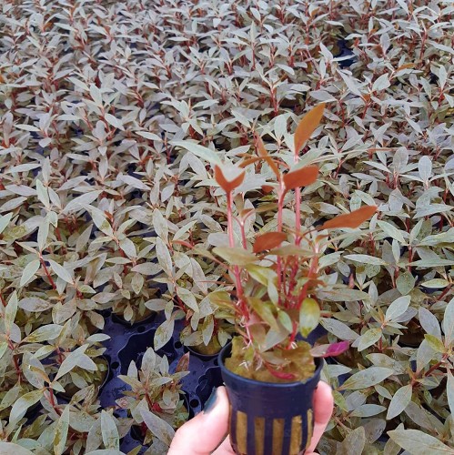 Alternanthera reineckii mini in pot