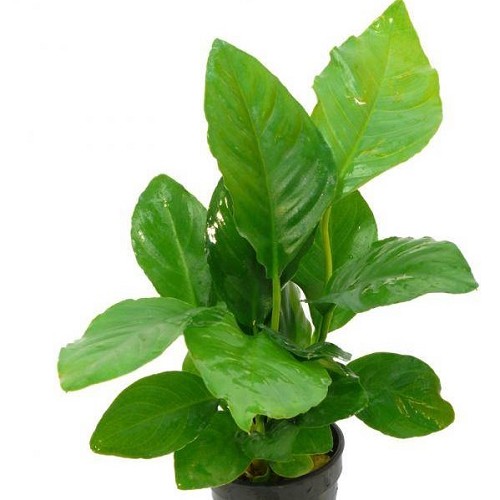 Anubias heterophylla in pot