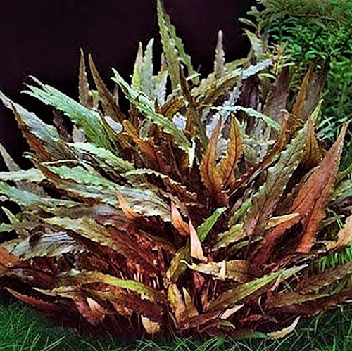 Cryptocoryne wendtii brown in pot