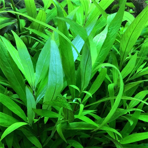 Hygrophila siamensis in pot