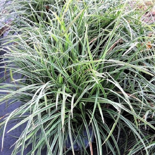 Ophiopogon japonica variegatus pot