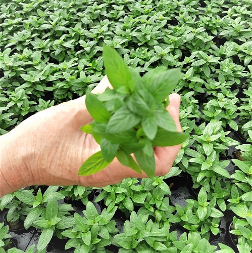 Staurogyne sp.repens in pot