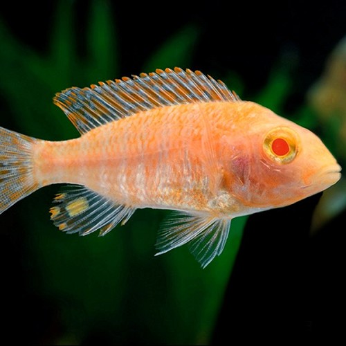 Aul.nyassae fire fish albino 6-8 cm