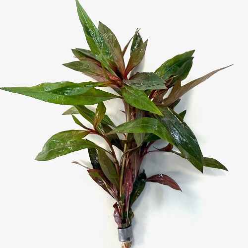 Alternanthera reineckii in bundel