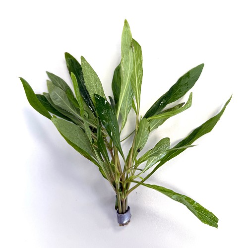 Hygrophila salicifolia in bundel