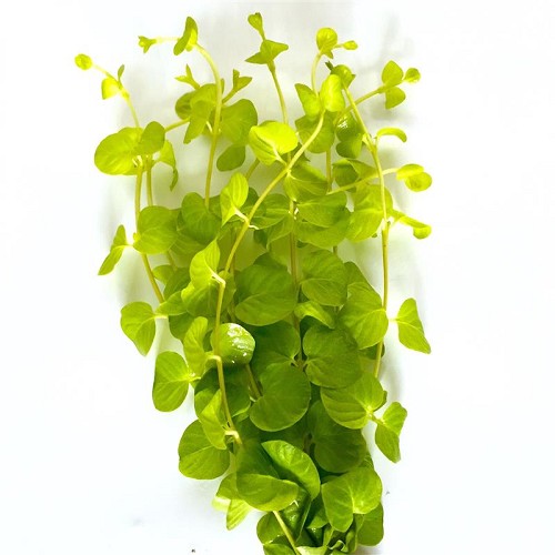 Lysimachia nummularia aurea bundel