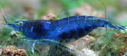 Neocaridina sp.   Blue cherry shrimp