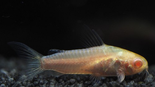Corydoras pygmeus albino M