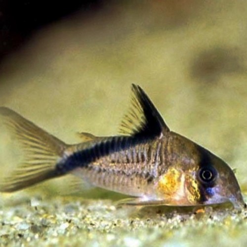 Corydoras melini   Pantsermeerval
