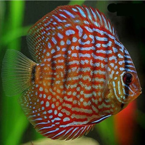 S.discus   Discus red turquoise 6-7 cm