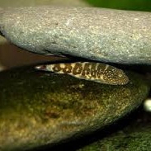 Gastromyzon zebrinus  4 cm.