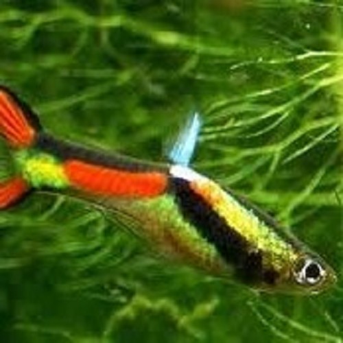 Poecilia ret.   Guppy endler black bar L