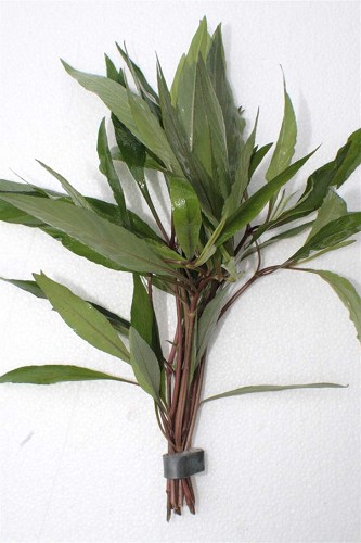 Hygrophila angustifolia