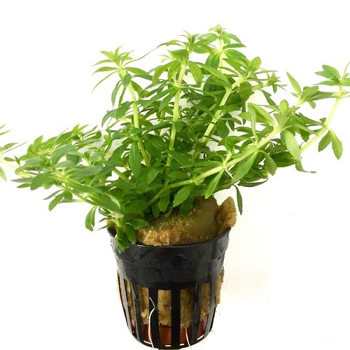 Limnophila mini viëtnam in pot