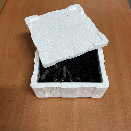 Dauwwormen in tempex bakje 12 st.