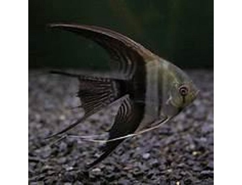 Pt.scalare  Maanvis bicolor SM