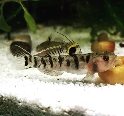 -Mugilogobius chulae 4 cm.