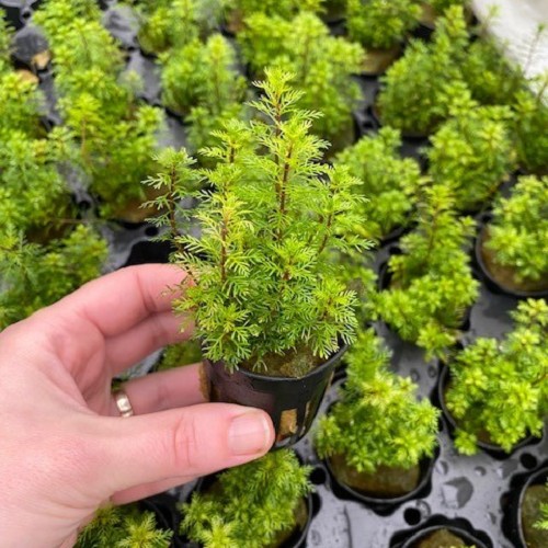 Myriophyllum guyana in pot