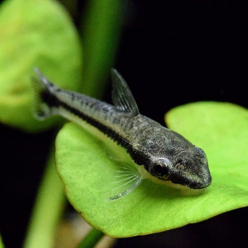 Otocinclus arnoldi   Algeneter