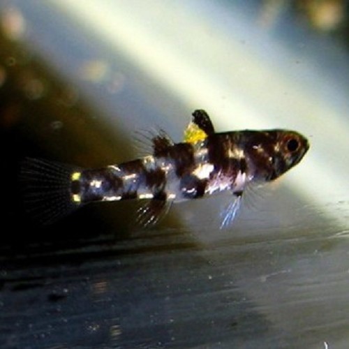 -Pandaka rouxi 1 cm.