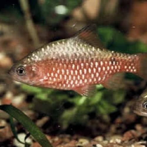 Barb.conchonius Prachtbarbeel metallic M