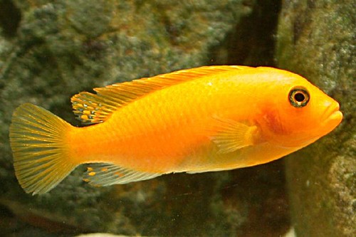 Metriaclima estherae 8 cm
