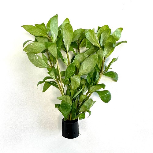 Hygrophila polysperma