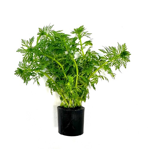 Limnophila sessiliflora