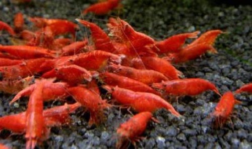 Neocaridina sp.red sakura garnaal
