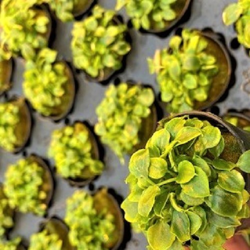 Schismatoglottis preitoi in pot