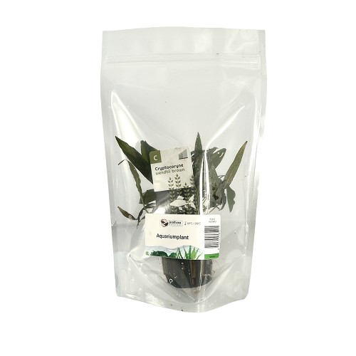Cryptocoryne wendtii brown in stazak