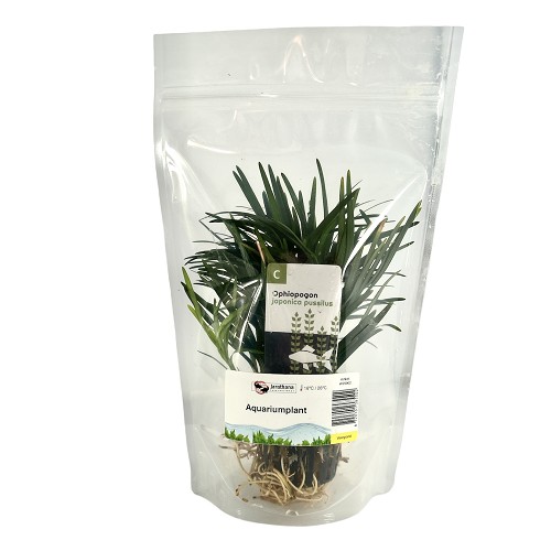 Ophiopogon japonica in stazak